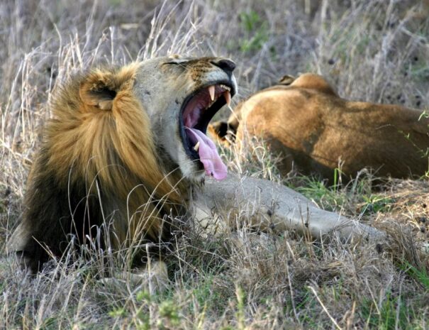 286933-lion-in-mikumi-national-park