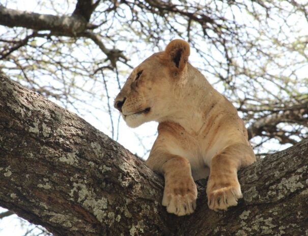 african-elephant-front-of-kilimanjaro-amboseli-east-safaris-tours