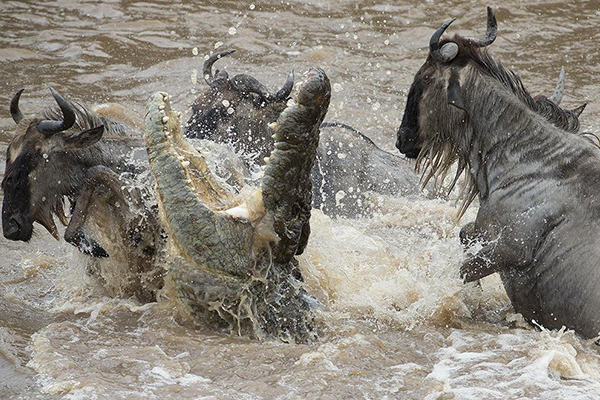 Mara river crossing nile crocos