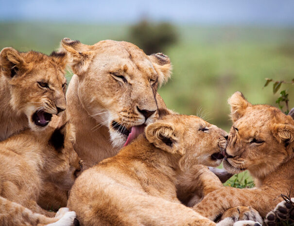 Pride-Lion-Serengeti-National-Park-Tanzania