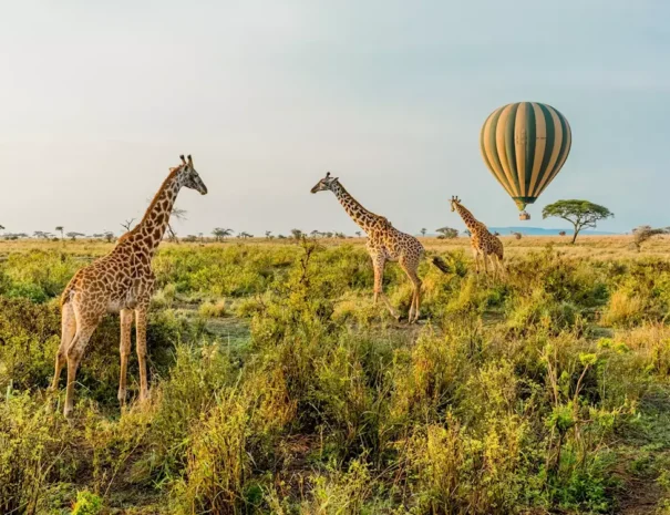 16016224-serengeti-hotair-balloon-safari