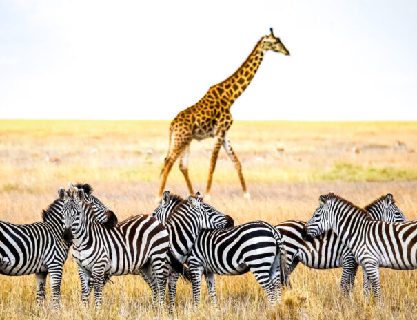 tanzania-zebra