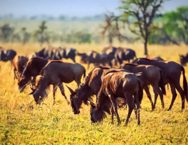 the-greate-wilderbeest-serengeti-migration