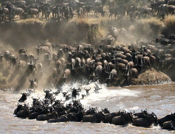 wildlife-spectacle-great-migration-tanzania