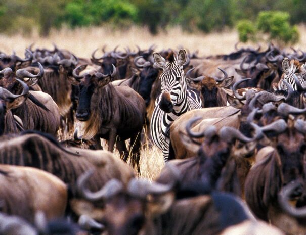 zebra-and-wildebeest-in-east-africa