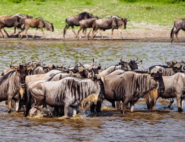 Ndutu-area-serengeti-Tanzania-1200x675