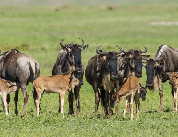 Ndutu-calving-season