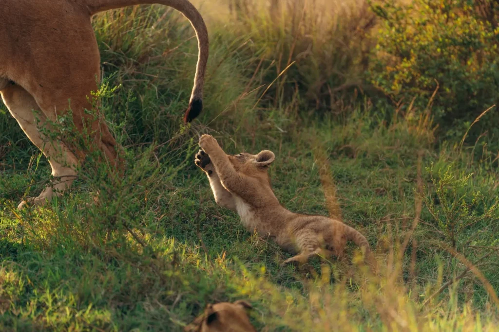 Lions baby playing