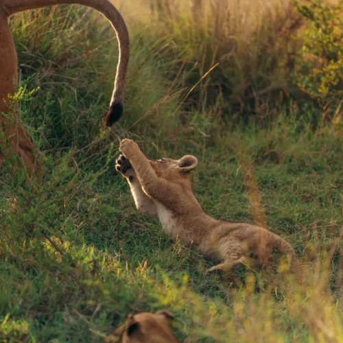Lions baby playing