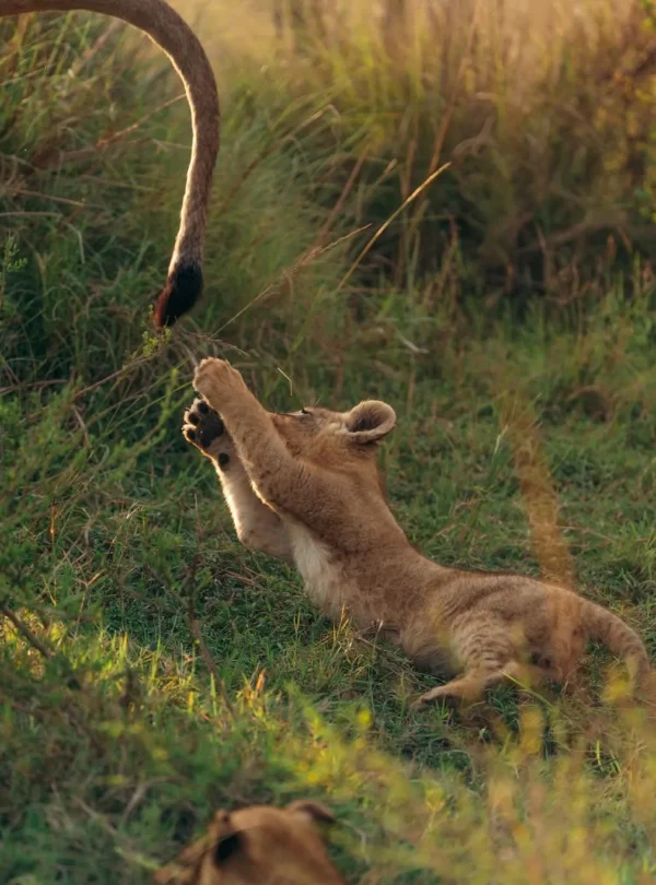 Lions baby playing