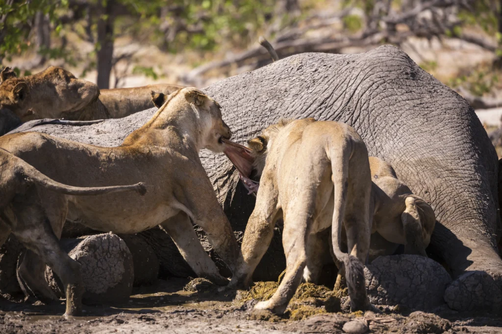lion eating an elephant