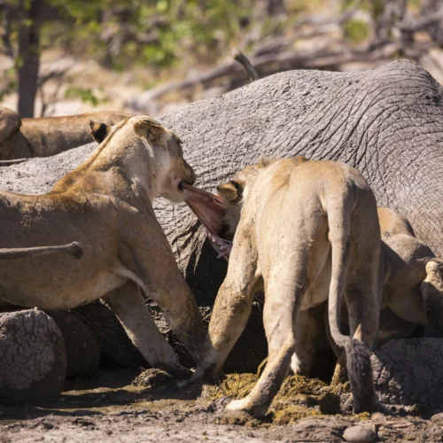 lion eating an elephant