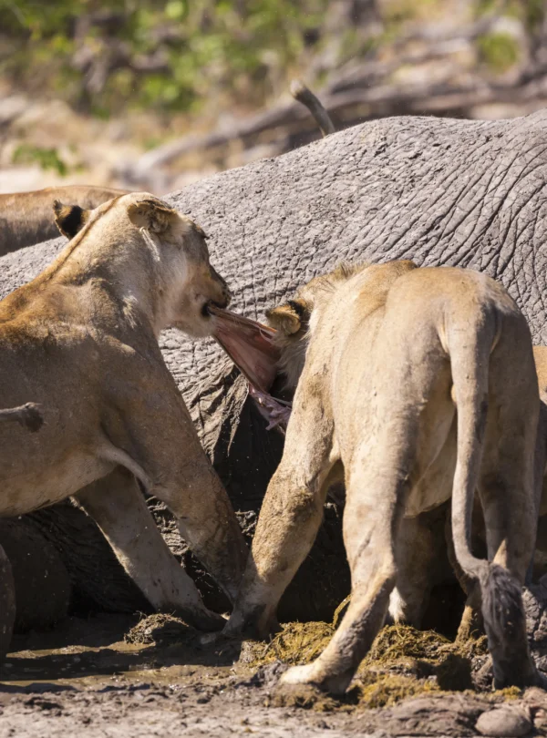 lion eating an elephant