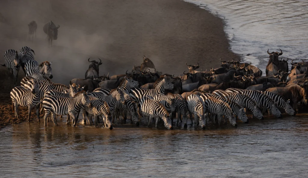 Wildebeest drinking water