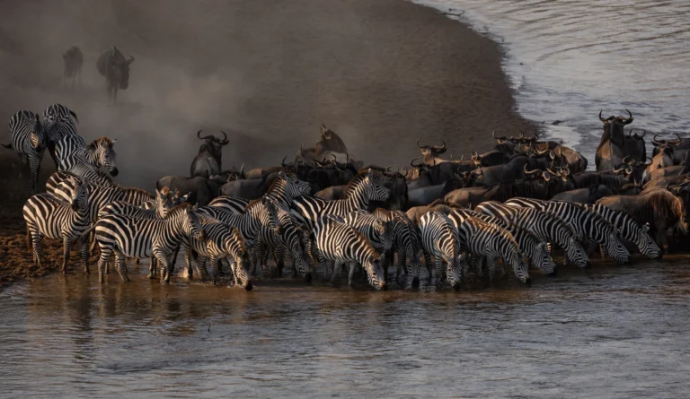 Wildebeest drinking water