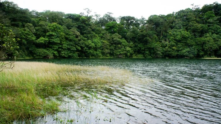 lush-green-forest-and-tranquil-lake-water-2026-01-07-00-30-02-utc_result