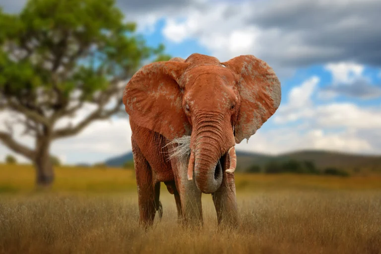 old-big-red-elephant-in-savannah-on-national-park-2026-01-09-07-43-43-utc_result