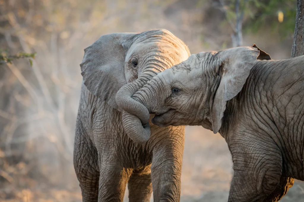 elephants of tarangire