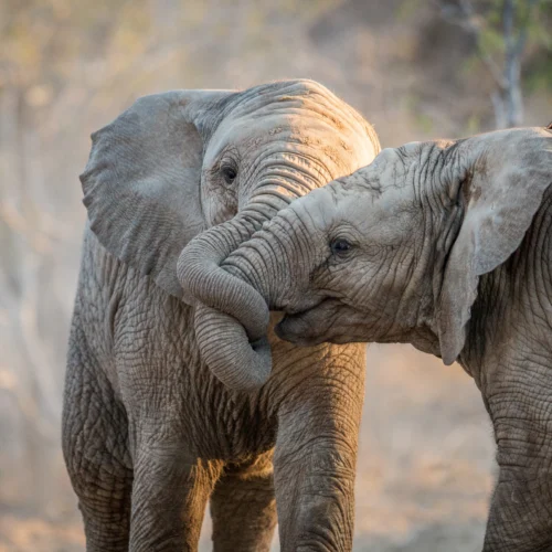 elephants of tarangire
