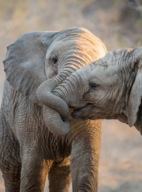elephants of tarangire