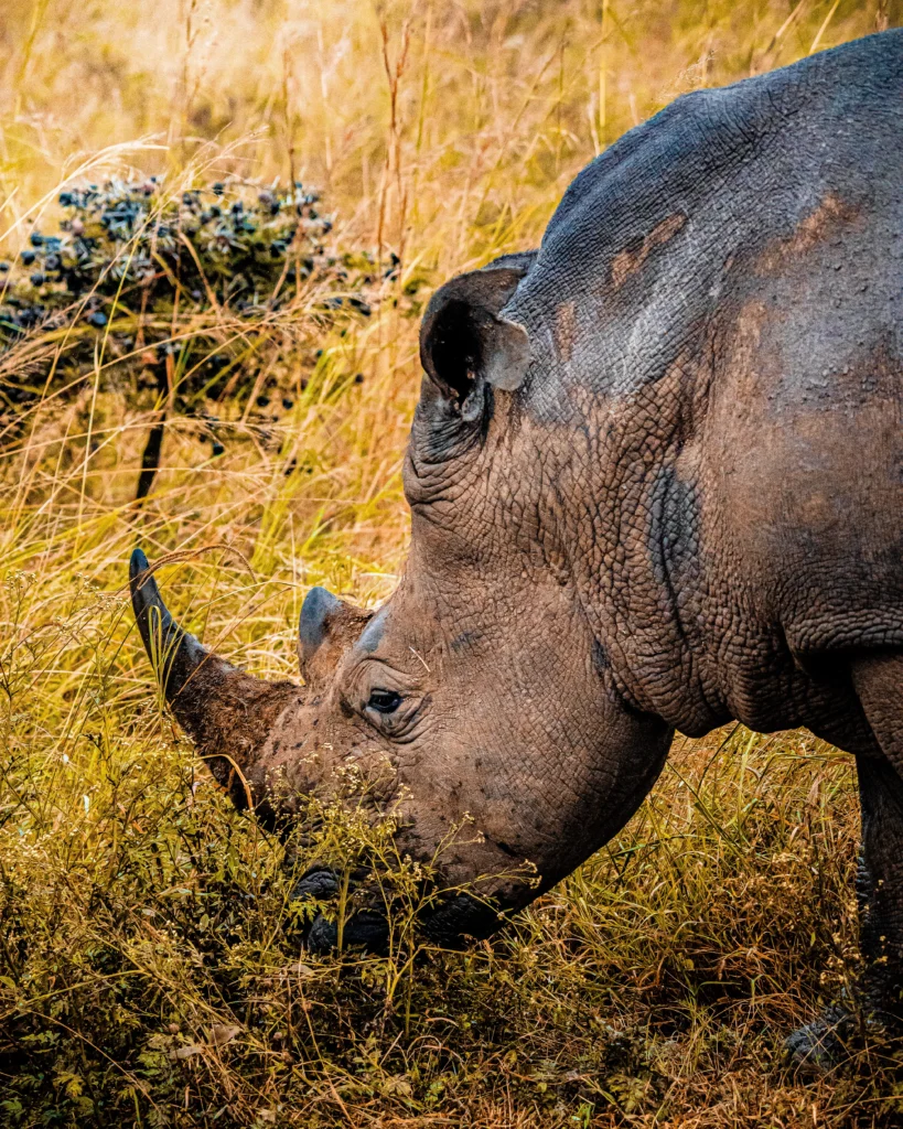 White Rhino Rhinoceros Mammals Wild Wildlife Animals Nairobi National Park Kenya