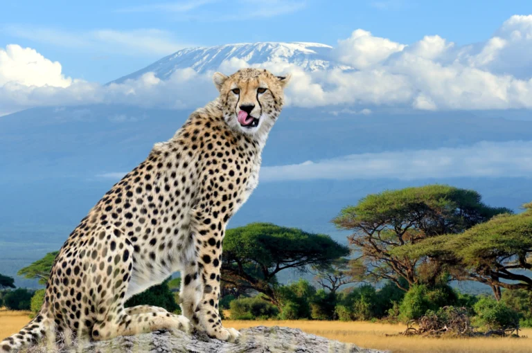 wild-african-cheetah-on-kilimanjaro-mount-backgrou-2026-03-24-23-20-59-utc_result