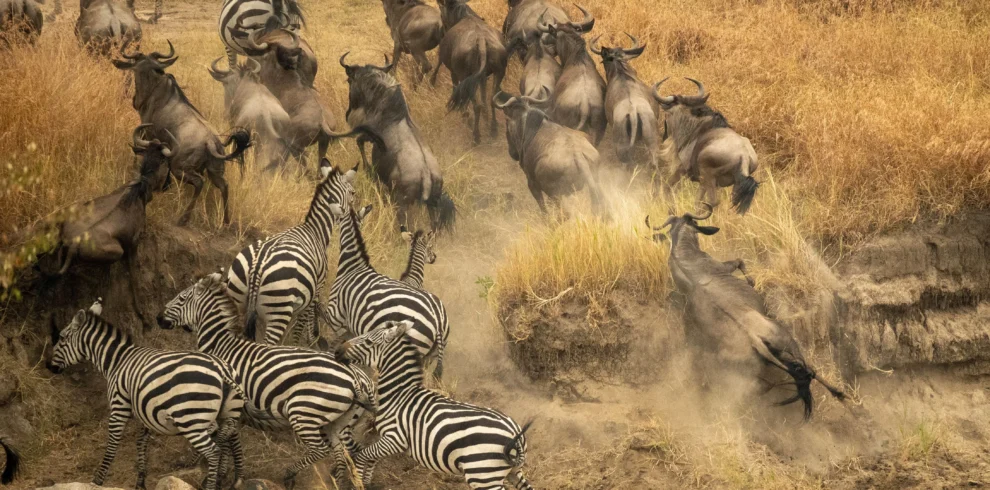 zebras-and-wildebeest-migrate-across-dusty-plains-2026-03-18-05-41-17-utc_result